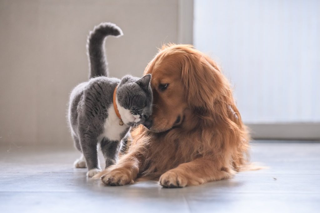 Pet Sitters & Dog Walkers
